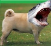 Sharkpug