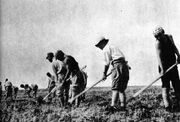 Korean Farmers