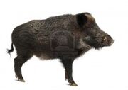 Dzika świnia