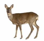 Sarna