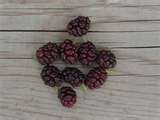 Mulberry