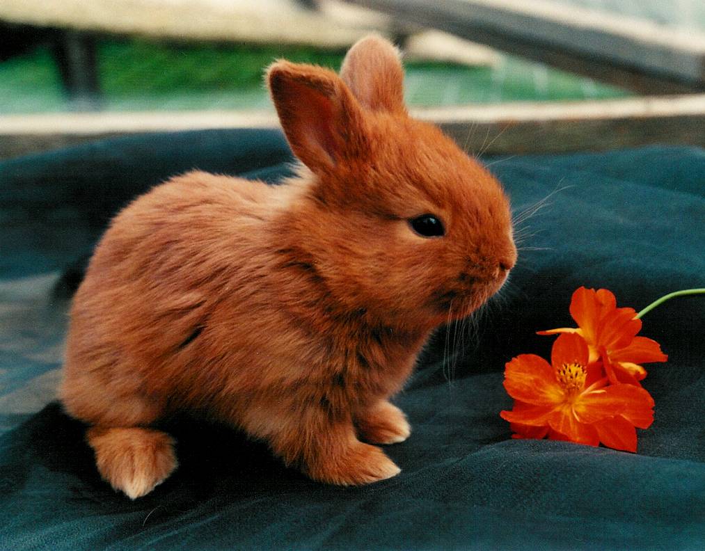 Bild - Neuseelender.jpg | Kaninchen Wiki | FANDOM powered by Wikia
