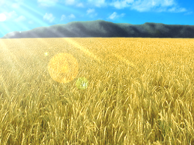 image wheat field png kanon wiki fandom powered by wikia