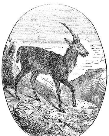 Tibetan Unicorn Unicorn Wiki Fandom