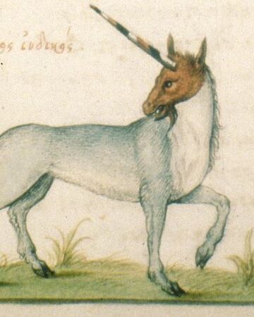 Indian Ass Unicorn Wiki Fandom