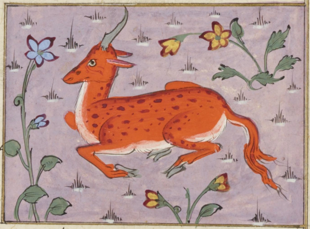 Zakariya alQazwini Unicorn Wiki Fandom