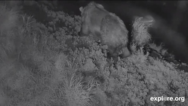 Night vision shanta 2