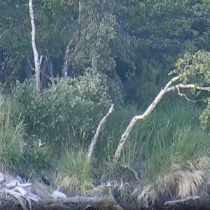 503 Cubadult Katmai Bearcams Wiki 503 Cubadult Katmai Bearcams Wiki