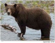 NOSTRIL BEAR 813 PIC 2014.09.xx NPS PHOTO 2015 BoBr PG 46 02