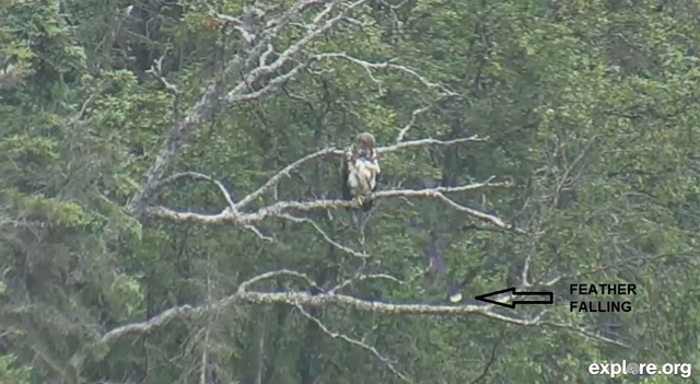 Lovin the cams feather