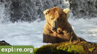 480 Otis Katmai Bearcams Wiki Fandom