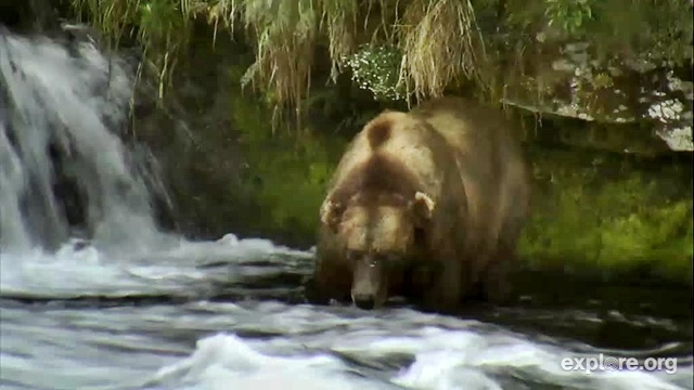 Love the bears lurch