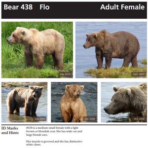 winter bear roblox id 438 Flo Katmai Bearcams Wiki Fandom