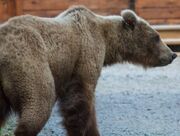 284 PIC 2017.05.19 - 2017.05.21 w 2 YEARLINGS KNP&P FB 02 ZOOM