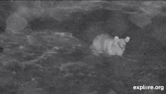 Santa night vision Grazer