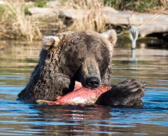 480 Otis Katmai Bearcams Wiki Fandom