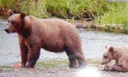 803 PIC 2017.07.xx w YEARLING NPS PHOTO RJEANNE SHARED 2018.07.22 02