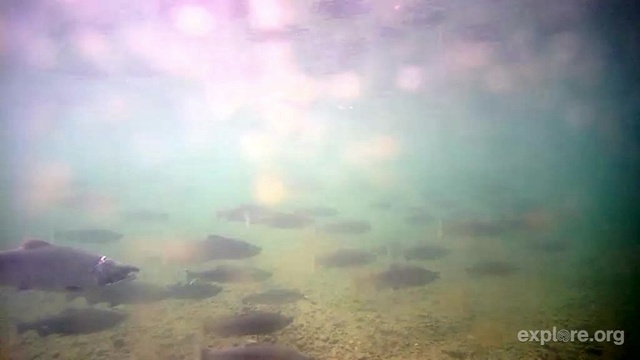 Suefish