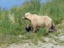 435 Holly and spring cub
