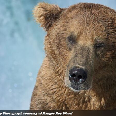 480 Otis Katmai Bearcams Wiki Fandom