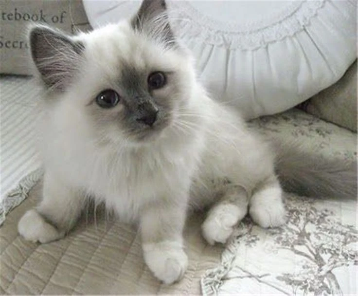 Ragdoll Katten wiki Fandom