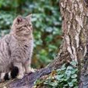 Europaische Wildkatze Katzenverwandte Wiki Fandom