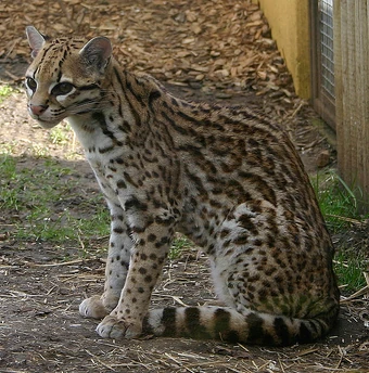 Ozelot Katzenverwandte Wiki Fandom