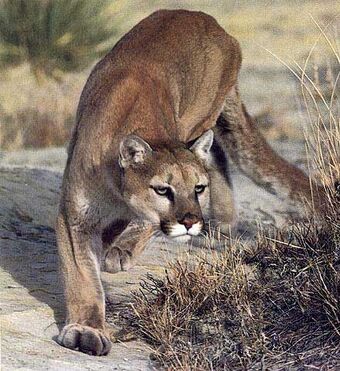 Puma | Katzenverwandte Wiki | Fandom