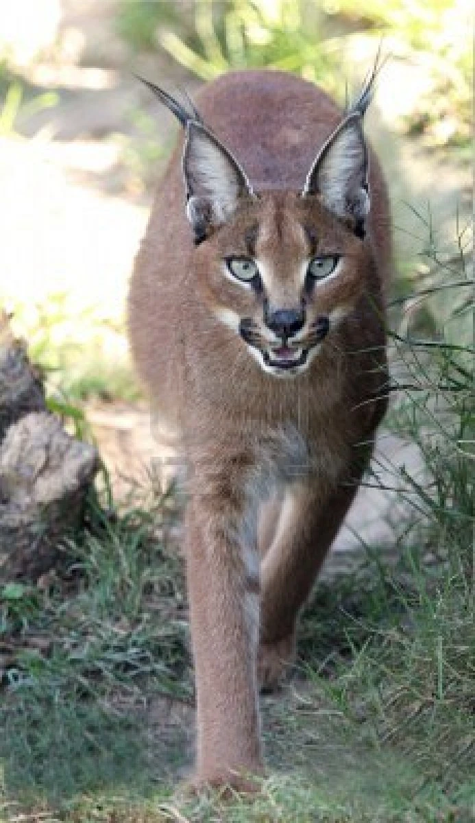 Karakal Katzenverwandte Wiki FANDOM powered by Wikia