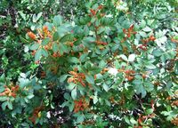 Schinus terebinthifolius