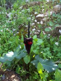 Arum palaestinum