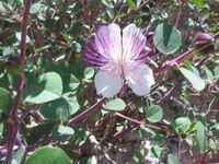 Capparis spinosa kdumim