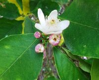CITRUS LEMON flower