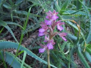 Orchis papilionacea