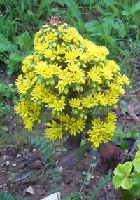 Aeonium Zwartkop