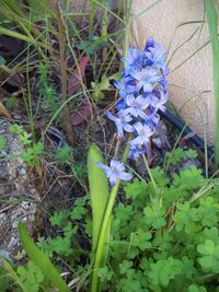 Scilla hyacinthoides