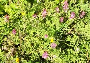 Trifolium purpureum