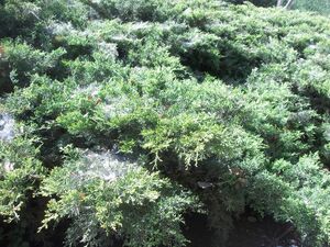 Juniperus chinensis