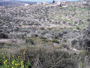 Roman road a kdumim