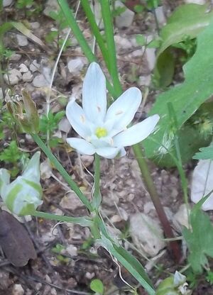 Ornithogalum montanum Cirillo