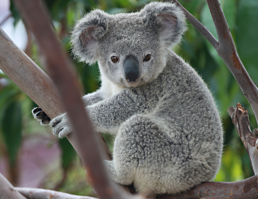 Image - Koala.jpg | Japari Library Wiki | FANDOM powered by Wikia