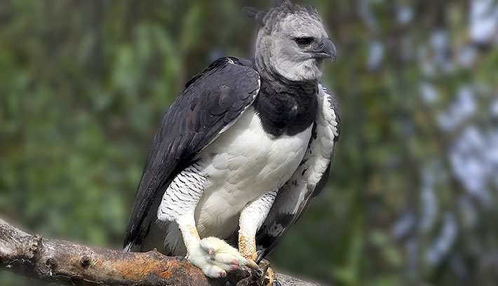 Image - Harpy eagle.jpeg | Japari Library Wiki | FANDOM powered by Wikia