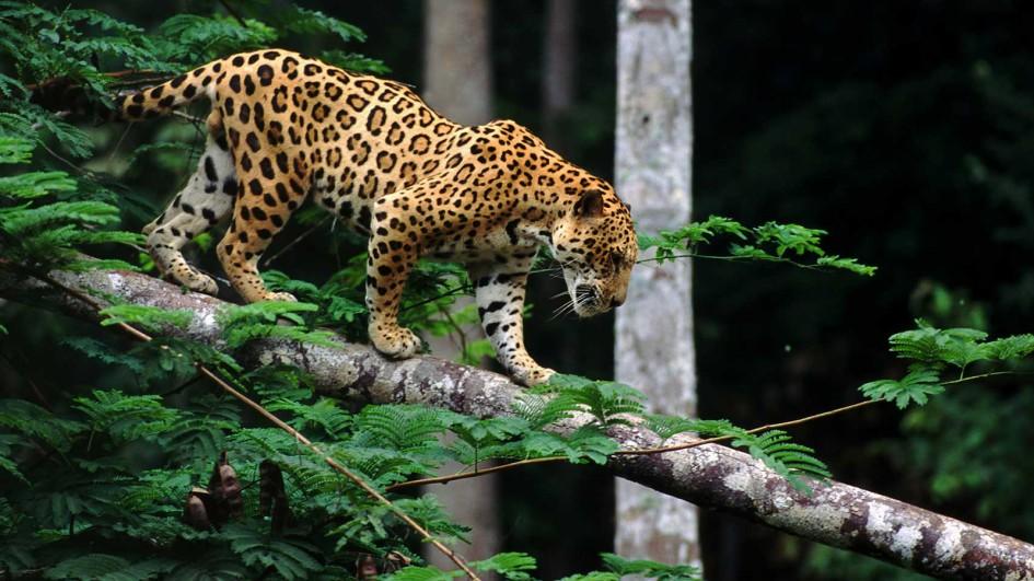 image jaguar real jpg japari library wiki fandom powered by wikia