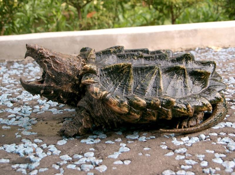 Alligator snapping turtle кто это