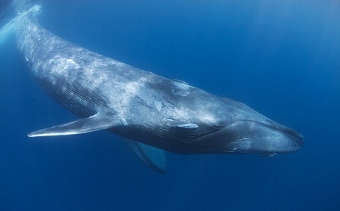Image - Blue Whale real.jpg | Japari Library Wiki | FANDOM powered by Wikia