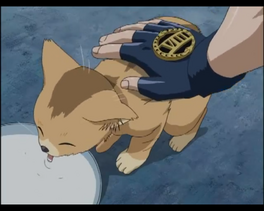 Gato