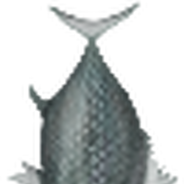Grand Fish Kenshi Wiki Fandom