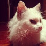 Mr. fluffy pant$