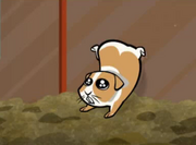Guineapig