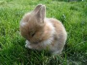 Bunny4.